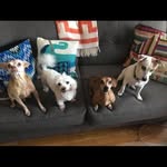 Ignacio Ariza - @love4dogs01 - Instagram