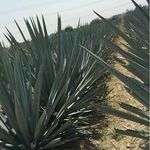 Ignacio Bañuelos - @ignacio.banuelos.31 - Instagram