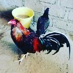 Flavio Ignacio Bibiano - @jrlperraflavioignaciobibiano - Instagram