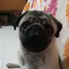 Chato Ignacio Corona - @chato_ignacio_artemio - TikTok