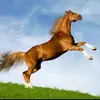 Ignacio Curiel - @ignacio.curiel6 - TikTok