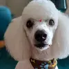 León Ignacio 🐩🤍 - @leon_ignacio - TikTok