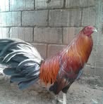 Ignacio Moctezuma - Facebook