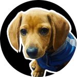 Ignacio “Iggy” Nevarez - @iggytheweenie - Instagram