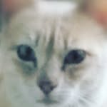JoseIgnacio Olaechea - @joseignacio_olaechea - Instagram
