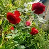Ignacio Ramos - @ignacio.ramos543 - TikTok