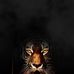 Ignacio Vilchis - Facebook