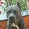 Igor Koba - @igorkoba7 - TikTok