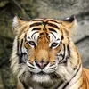 KRALJ🤴🤴🤴LESKOVAC - @igor.stojanovic155 - TikTok