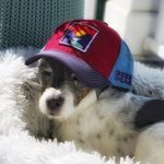 Mr. Ike (The Grumps) - @ikemillerterrier - Instagram