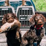 iLa + Nelly Cross - @plumnellykennels_athens - Instagram