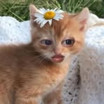 Ila Das - Facebook