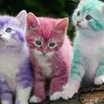 Ila Davidson - @ila_the_cat_lady - Instagram