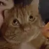 EilaHendrix - @eilahendrix - TikTok