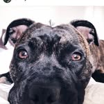 Mila & Morris 🐾 - @mila_och_morris - Instagram