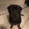 Laila - @laila_rasmussen - TikTok
