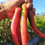 ILal Sayur - Facebook