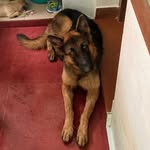 Ila | The German Shepherd - @ila_newton__ - Instagram