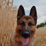 Ilana Iluze - @ila_german_shepherd - Instagram