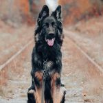 @ilathegermanshepherd - Instagram