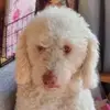 Ildiko Katona681 - @ildikokatona681 - TikTok