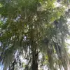 Tilene Harrell - @tilene.harrell - TikTok