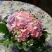 Ilene King - Facebook
