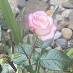 Irene Lambert - Facebook