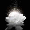 Ilhan Omar ✨ - @__g_r_e_y__ - TikTok