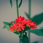 Ilie Dinu - Facebook