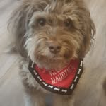 Ilka Baier - @aussiedoodle_meggie - Instagram