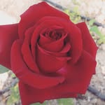 Ilkay Sarı Akın - @ilkay2741 - Instagram