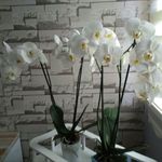 ilker ercan - @ilkerercan89 - Instagram