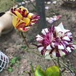 Feliciano Illana Lopez - @esta_arriba - Instagram