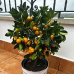 Iluminada Torres - Facebook