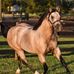 IMA Talented Guy Stallion - Facebook