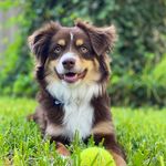 Ima Hogg - @ima_hogg_the_dog - Instagram