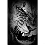 Imad Bitar - @imad.bitar.507 - Instagram
