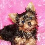 imani stephens - @howleenpuppylove1 - Instagram