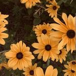 Imelda Barron - @carolina145719 - Instagram
