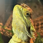 @imelda_davis_bearded_dragon - Instagram