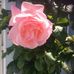 Imelda Fleming - Facebook