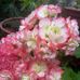 Imelda Limon - Facebook