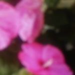 Imelda Quezada - @imeldaquezada97 - Instagram