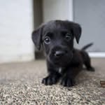 Imogen Anderson - @puppypix912 - Instagram
