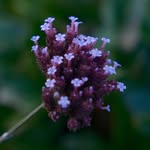 Imogen Carr - @imogencarrphotography - Instagram