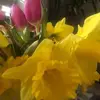 imogen - @imogencurtis5 - TikTok