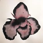 ˖⁺‧₊˚❀˚₊‧⁺˖ - @imogendaniels72 - Instagram