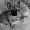 heyo I'm Peggy ❤🐕🐶 - @imogenhaleymae - TikTok