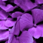 Imogene Hoffman - Facebook